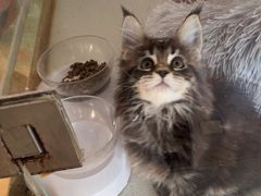 -糯米喵星人总部直营旗舰店·猫舍·幼猫出售