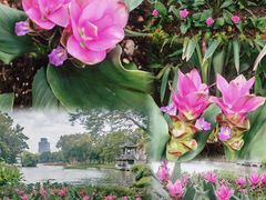 -荔湾湖公园