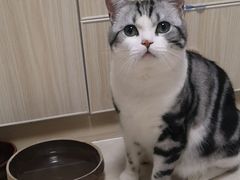-瑞鹏宠物医院犬猫全科(真大分院)