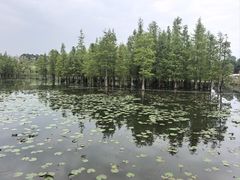 -白鹭湾湿地公园
