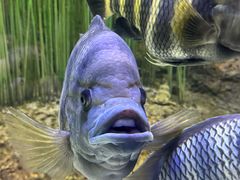 -上海海洋水族馆