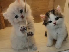 -柚子猫舍·精品猫舍购猫·猫咪认养·购宠·宠物店