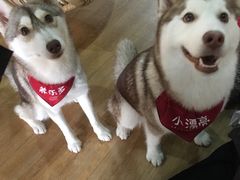 养乐多-Husky Go! 哈士奇体验馆·宠物咖啡厅狗咖