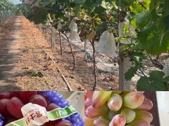 -马陆小张葡萄园农家乐