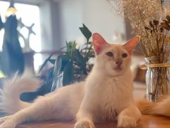 -Cappucimeow猫咪咖啡馆(韦伯时代店)