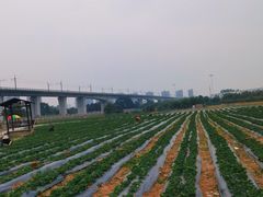 -麻涌飞鸭开心农场