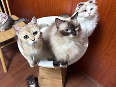 -楼上猫咖(罗湖店)