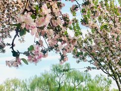 -莲花池公园