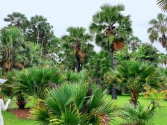 -中国科学院西双版纳热带植物园