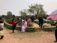 -莱阳濯村樱花园