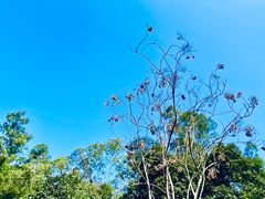 -火炉山森林公园