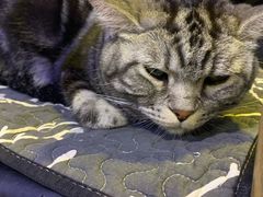 -平行世界·猫咖(首经贸店)