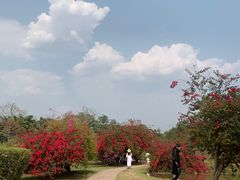 -中国科学院西双版纳热带植物园