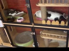-御宝贝·A梦猫科宠物医院(国际猫友好医院)