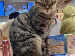 -猫的天空之城概念书店(丽江古城饮玉巷店)