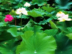 -荷塘月色湿地公园·向阳花洲