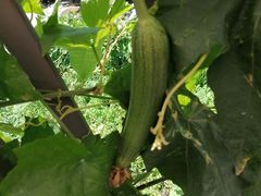 -前小桔亲子创意农场·草莓采摘·露营烧烤