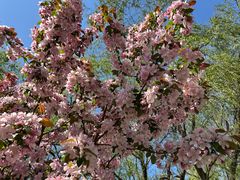 -长白岛森林公园