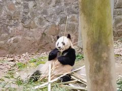-都江堰中华大熊猫苑