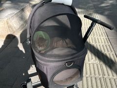 -御宝贝·A梦猫科宠物医院(国际猫友好医院)