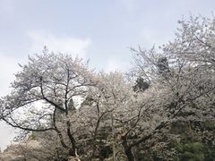 -武汉大学-樱园