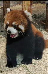 -Zoolung Zoolung动物主题公园(海信广场店)