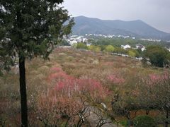 -香雪海