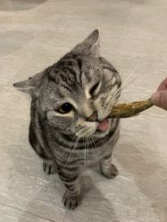 -幸运7纹身刺青Lucky7tattoo