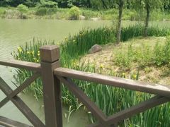 -大塘金香草谷