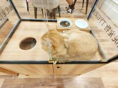 -袖虎·猫馆(体育西路店)