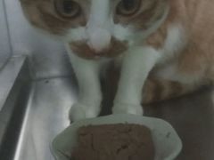 -爱诺耐芙动物医院(万博店)