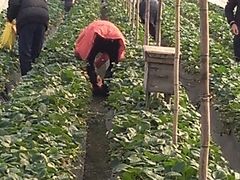 android_upload_pic-尚田草莓姑娘白草莓采摘基地