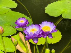 -国家植物园南园