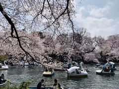 -井之头恩赐公园