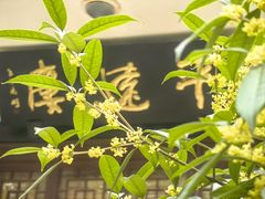 -找不到凉面(新都粮食局毗河油厂职工宿舍大院店)