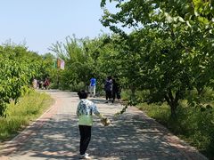 -御林古桑园