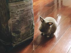 -艾贝尔宠物诊疗