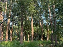 -昆山城市生态森林公园