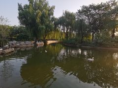 -莲花池公园