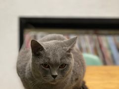 -猫色咖啡·猫咖