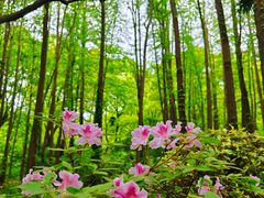 -上海共青森林公园