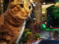 好可爱的猫咪-马勒别墅·中餐厅