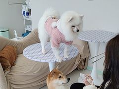 -怪兽屋·羊驼·猫咖·狗咖(俊华广场店)