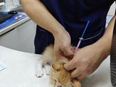 -中农国际动物医院24小时·猫科·骨科·急重症中心