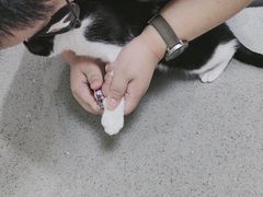 -萌兽医馆·绝育·24小时内科·宠物医院(德胜店)