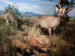 -陕西自然博物馆