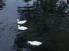 -油旋张(大观园店)