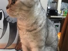 -李小姐の猫咖啡馆(五角场店)