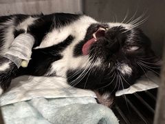 -派特宠物医院(圆融广场店)