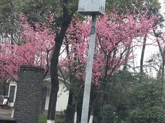 -金科花卉市场